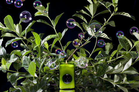 Curio Glass - Gardenia's Shadow